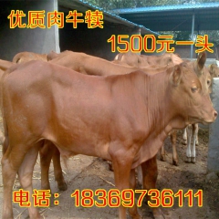 供应改良肉牛利木赞 肉牛 育肥牛犊 架子牛