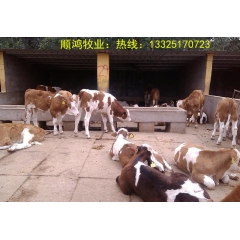 出售肉牛价格 小牛犊养殖场 西门塔尔 鲁西黄  利木赞 任您...