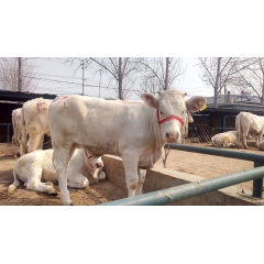 夏洛莱 哪里有卖  利木赞   牛鲁西黄牛  改良肉牛犊、育...