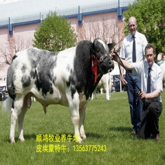 _牛犊 鲁西黄牛、杂交改良、利木赞 肉牛