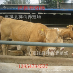 肉牛养殖基地 低价销售优质鲁西黄牛 西门塔尔 利木赞 牛犊种...