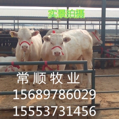 本周优惠价夏洛莱  利木赞   牛鲁西黄牛  改良肉牛犊、育...