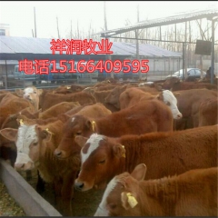 鲁西黄牛 夏洛莱 农村创业肉牛 西门塔尔 利木赞 三元杂交牛...