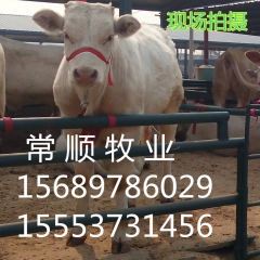 基地有售 夏洛莱  利木赞   牛鲁西黄牛  改良肉牛犊、育...