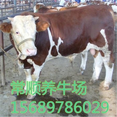 西安夏洛莱  可以养吗利木赞  牛鲁西黄牛  改良肉牛犊、育...