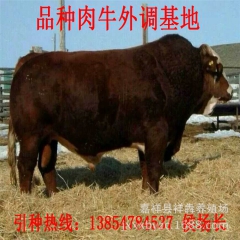 长期供应、鲁西黄牛、利木赞、牛犊。欢迎选购