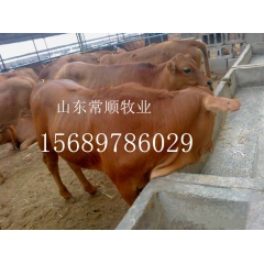 夏洛莱  利木赞   牛鲁西黄牛  改良肉牛犊、育肥肉牛