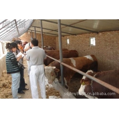 大量俊发牧业供优质肉牛.犊牛、种牛夏洛莱、种牛利木赞。