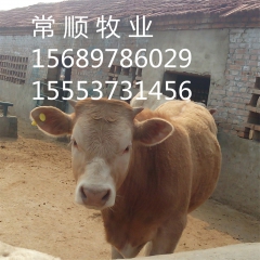 夏洛莱  利木赞   鲁西黄牛  改良肉牛犊、育肥肉牛