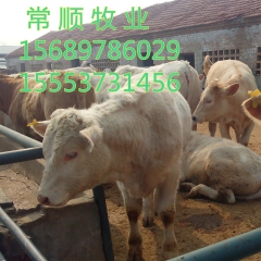 鲁西黄牛养殖 鲁西南养殖场直供改良黄肉牛 利木赞  夏洛莱