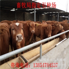 大量批售、鲁西黄牛、牛犊、利木赞
