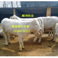 纯种黄牛杂交改良肉牛西门塔尔牛养殖场夏洛莱小牛价格利木赞