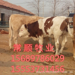 嘉祥有售 夏洛莱  利木赞   牛鲁西黄牛  改良肉牛犊、育...
