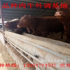 大量出售、利木赞、肉牛、牛犊、欢迎选购