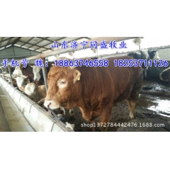 纯种鲁西黄牛养殖基地 小黄牛苗 利木赞 肉牛犊价格