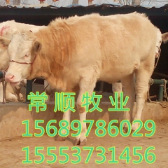 邯郸有售 夏洛莱  利木赞   牛鲁西黄牛  改良肉牛犊、育...