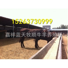 利木赞肉牛犊哪里适合养殖，甘肃，四川，地区都可以的纯种利木赞