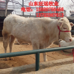 西门塔尔 夏洛莱 利木赞 哪有卖鲁西黄牛 黄牛多少钱 肉牛犊...