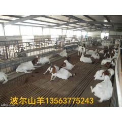 黄牛 小肉牛犊价格 ��门塔尔利木赞 夏洛莱肉羊羔 肉驴苗养...