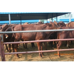 出售肉牛 西门塔尔牛、利木赞、夏洛莱、鲁西黄牛、安格斯牛