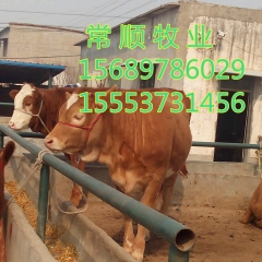 肉牛  夏洛莱  利木赞   牛鲁西黄牛  改良肉牛犊、育肥...