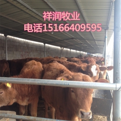 鲁西黄牛肉牛养殖场 大型鲁西黄牛 西门塔尔牛养殖 利木赞 夏...