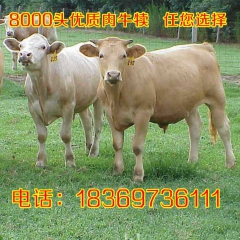 山东利木赞牛养殖场 利木赞种牛 肉牛利木赞 利木赞牛犊