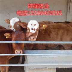 大量批发鲁西黄牛育肥小牛公牛犊活牛价格三元杂交价格利木赞