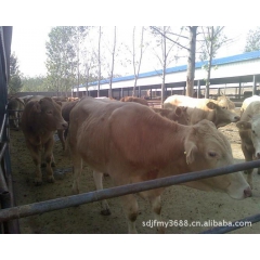 养牛小肉牛价格，西门塔尔，利木赞，改良肉牛，小肉牛犊价格多少