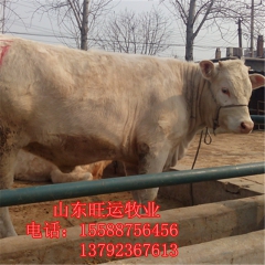 安福夏洛莱肉牛犊 养西门塔尔牛高收益  鲁西黄牛高出肉率 利...
