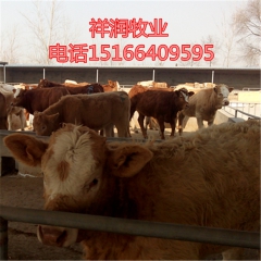 祥润牧业养殖场出售西门塔尔、夏洛莱、利木赞、肉牛牛犊
