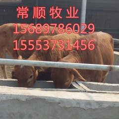 鲁西黄牛  利木赞 鲁西黄牛  育肥肉牛  夏洛莱牛