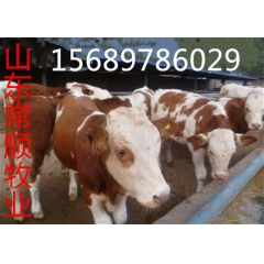 养牛场西门塔尔牛价格 、夏洛莱牛多少钱 利木赞  鲁西黄牛