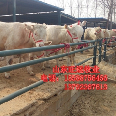 免费运输鲁西黄牛 夏洛莱 利木赞 供应纯种西门塔尔牛 肉牛犊...