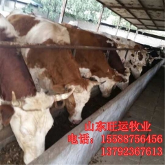 西门塔尔牛犊在内蒙适应吗 鲁西黄牛现在行情 夏洛莱价格 利木...