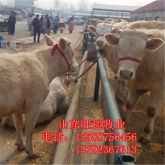 化德夏洛莱肉牛犊 养西门塔尔牛高收益  鲁西黄牛高出肉率 利...