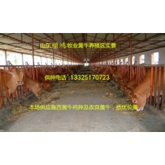 热销肉牛-纯种鲁西黄牛-西门塔尔牛-杂交肉牛犊-利木赞 提供...