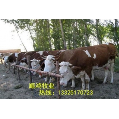 肉牛|养牛|西门塔尔牛|鲁西黄 利木赞 夏洛莱价格山东顺鸿养...