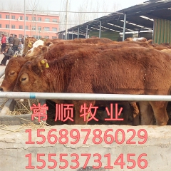 阜阳  鲁西黄牛  利木赞 鲁西黄牛  育肥肉牛  夏洛莱牛