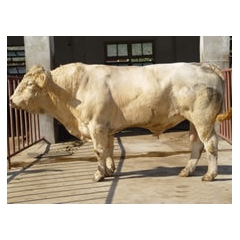 肉牛养殖场优质夏洛莱牛 肉牛犊 肉牛价格 利木赞 黄牛大量价...