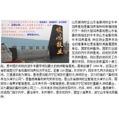 甘肃肉牛，种牛优质小牛 西门塔尔 利木赞 夏洛莱价格 纯杂交