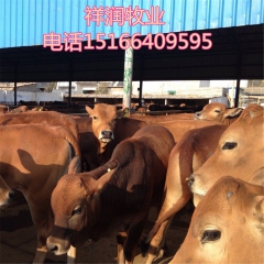 养殖西门塔尔牛赚钱吗 山西鲁西黄牛价格 哪里卖利木赞 夏洛莱