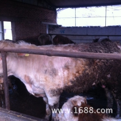 养殖场出售 夏洛莱肉牛 架子牛 利木赞 货到付款！