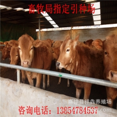 长期供应、鲁西黄牛、利木赞、西门搭牛、牛犊