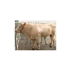 山东肉牛最大养殖繁殖基地 西门塔尔 夏洛莱 利木赞 鲁西黄牛