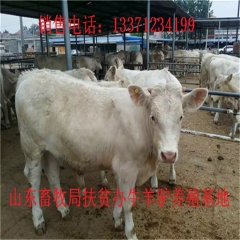 山东养殖场肉牛品种有哪些 西门塔尔牛 鲁西黄牛 夏洛莱 利木...