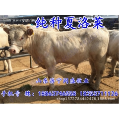 肉牛养殖场批发 3-5月利木赞 肉牛犊 小黄牛 杂交牛