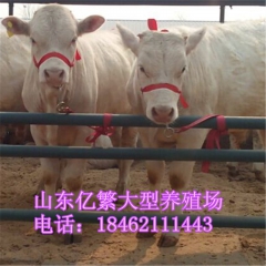 养殖肉牛犊利润挣钱吗 鲁西黄牛 利木赞 西门塔尔牛出肉率多少