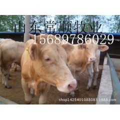 出售优质鲁西黄牛 西门塔尔 肉牛 夏洛莱 牛犊 利木赞