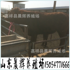 西门塔尔 利木赞 夏洛莱肉牛牛犊 牛犊多少钱一斤